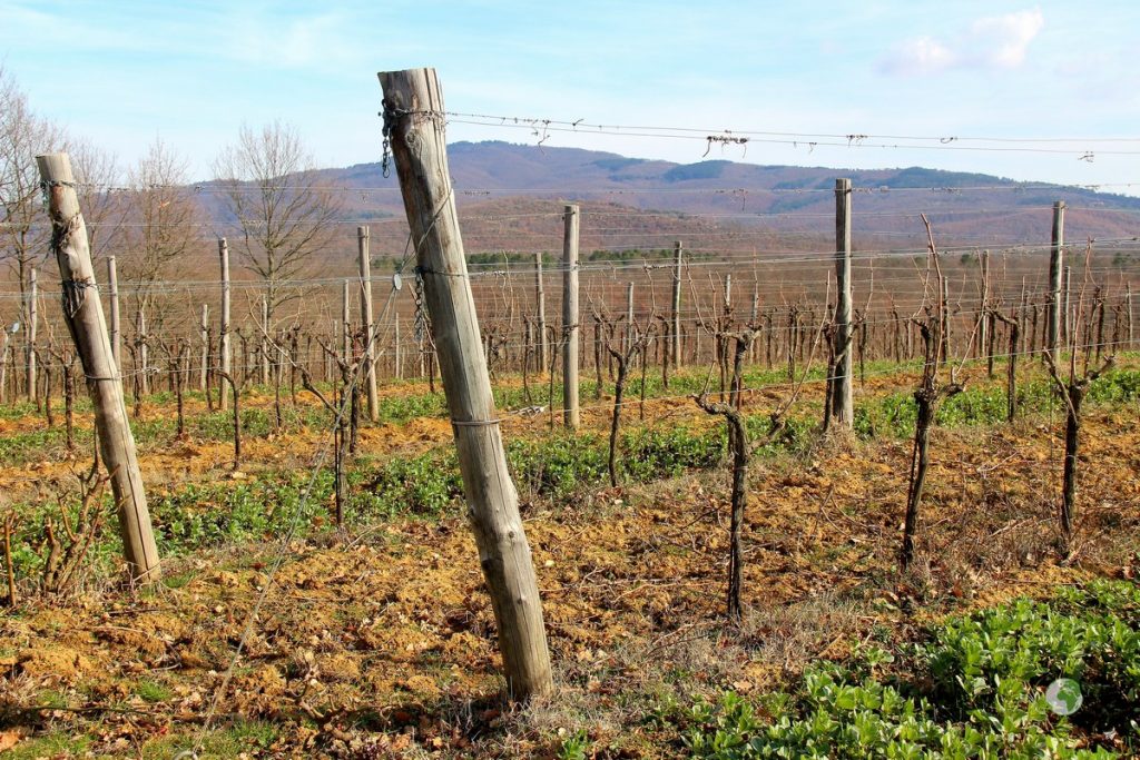 azienda agricola pomario- Borghi Umbria