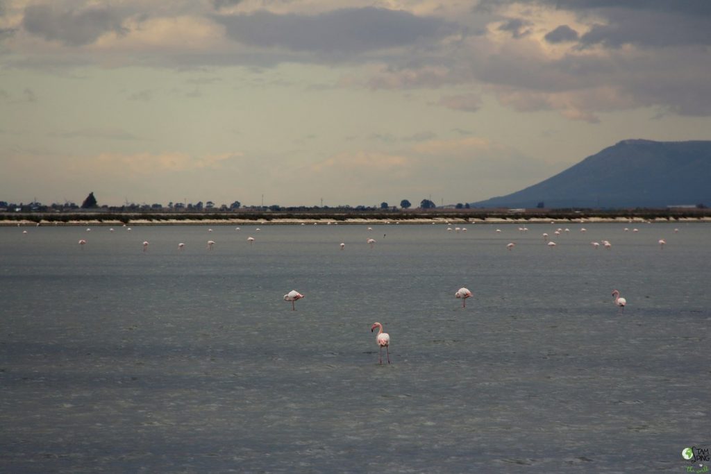 birdwatiching (1) - marghertia di savoia