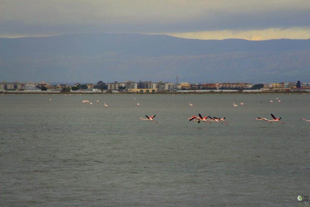 birdwatiching (2) - margherita di savoia