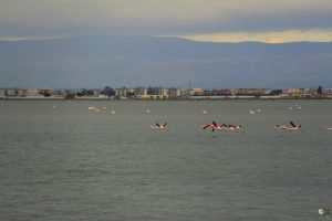 birdwatiching (2) - margherita di savoia