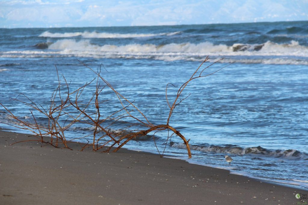 spiaggia di margherita di savoia